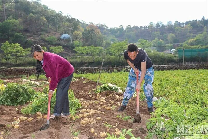 会泽：迤车镇小春马铃薯破土成“金” 抢“..
