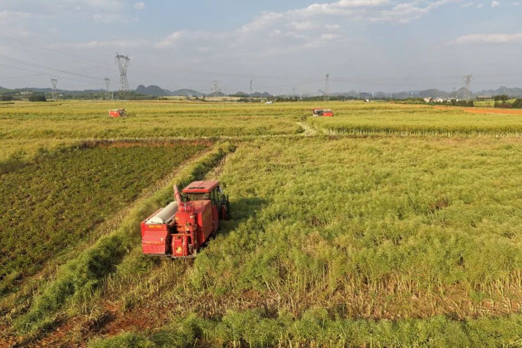 罗平——油菜田野收割忙，机械助农提效率
