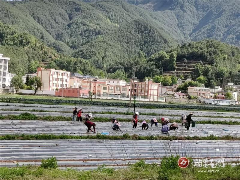 会泽：待补镇5万亩土地流转转出好“丰”景..