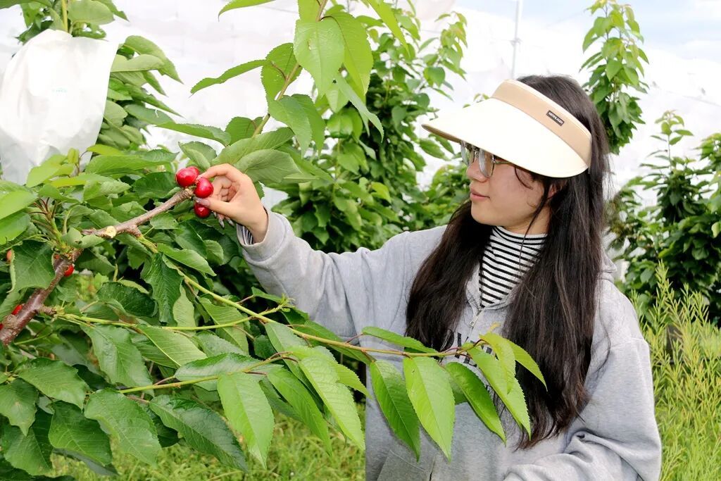 宣威来宾街道：百亩车厘子迎旺果期 特色采..