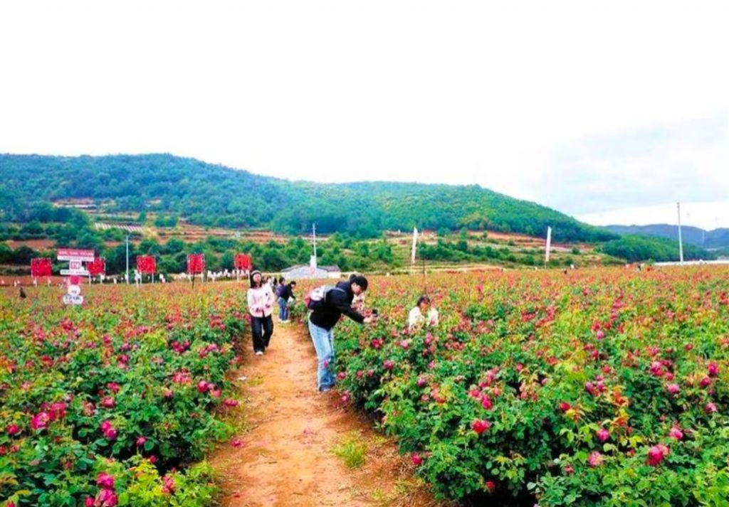 马龙区种植食用玫瑰发展“鲜花经济”—— ..