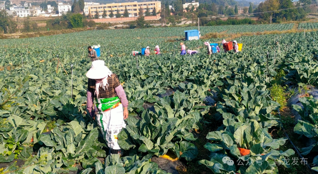 马龙区外引内育双向发力——蔬菜产业多点开..
