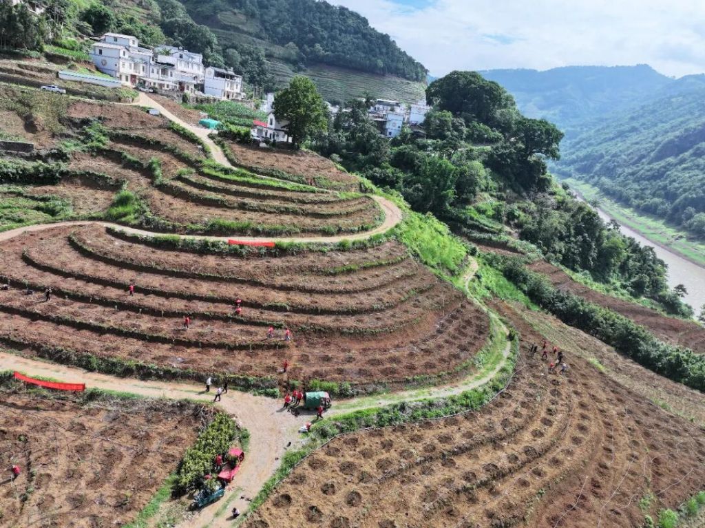 罗平县钟山乡：脆甜柿苗扎沃土 特色产业兴..