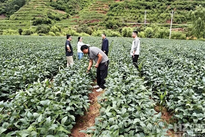 会泽县:科技赋能护航5万亩大豆丰产增收