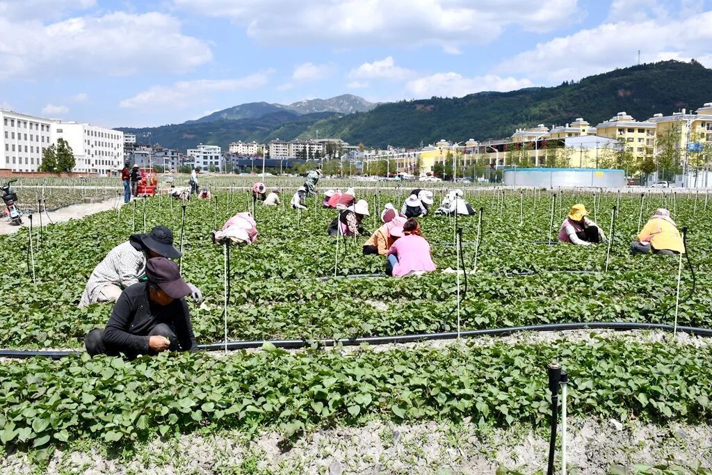 宣威：海岱镇高端黄金薯种植赋能乡村振兴