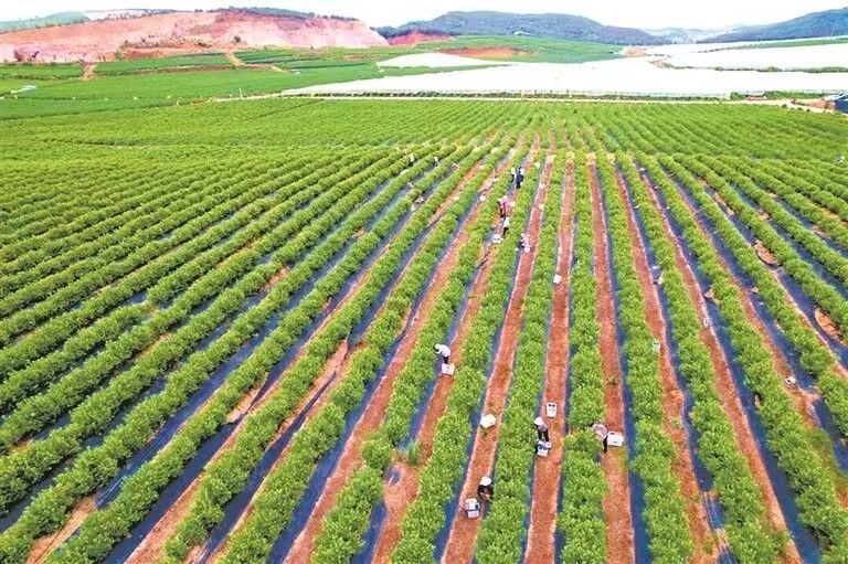 ​马龙区将统战工作深度融入乡村振兴全局—..