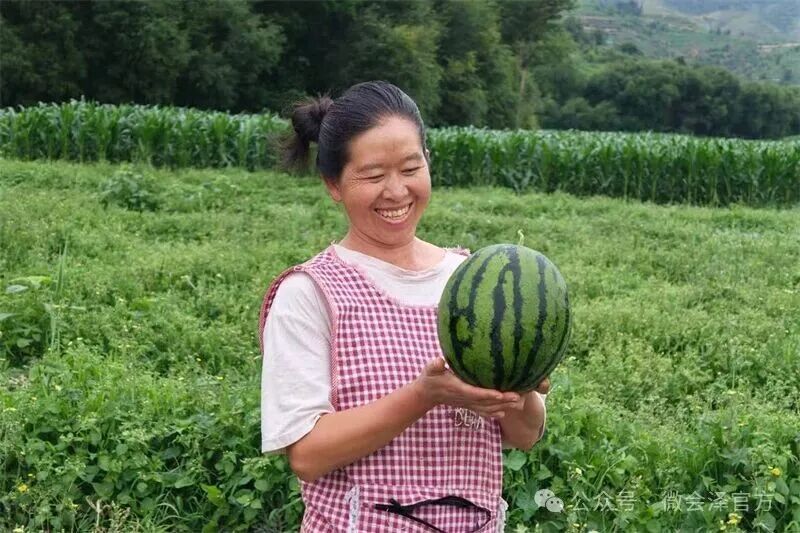 会泽县乐业镇清水村瓜香满田产业旺