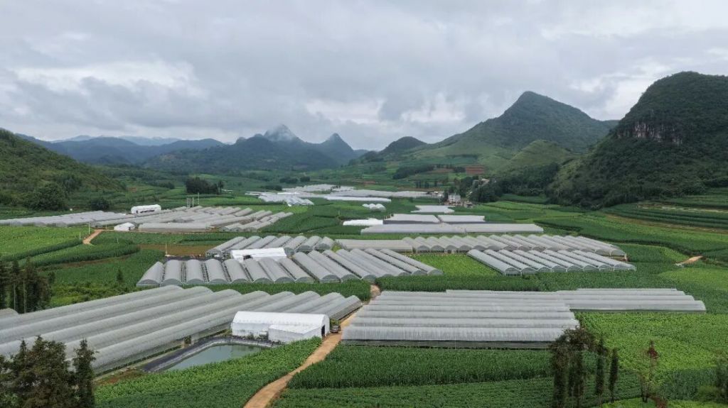 板桥镇:玉马村黄瓜跑出乡村产业振兴“加速..