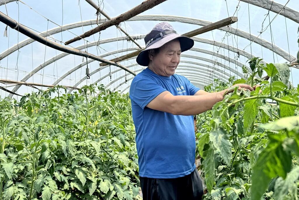 一颗番茄的“乘法效应”:宣威板桥街道的乡..