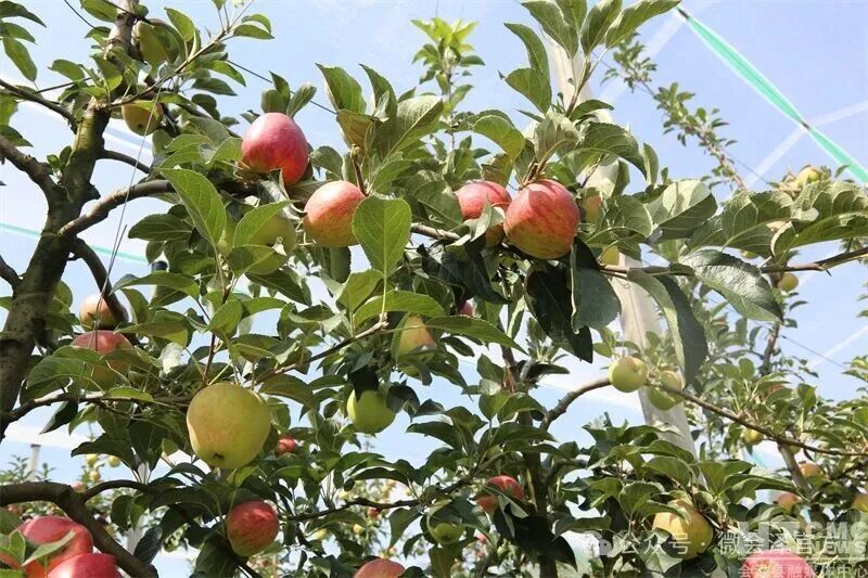 会泽:新品种红露苹果熟了