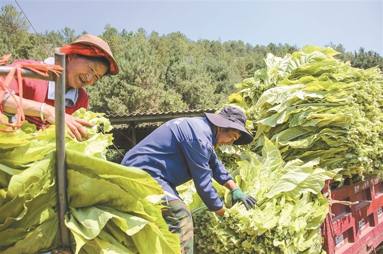 攥紧农业“芯片” 做强富民产业