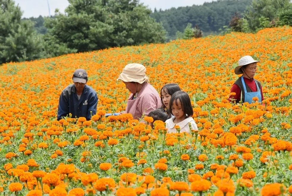 “幸福花”铺就金色致富路!宣威宝山镇万寿..