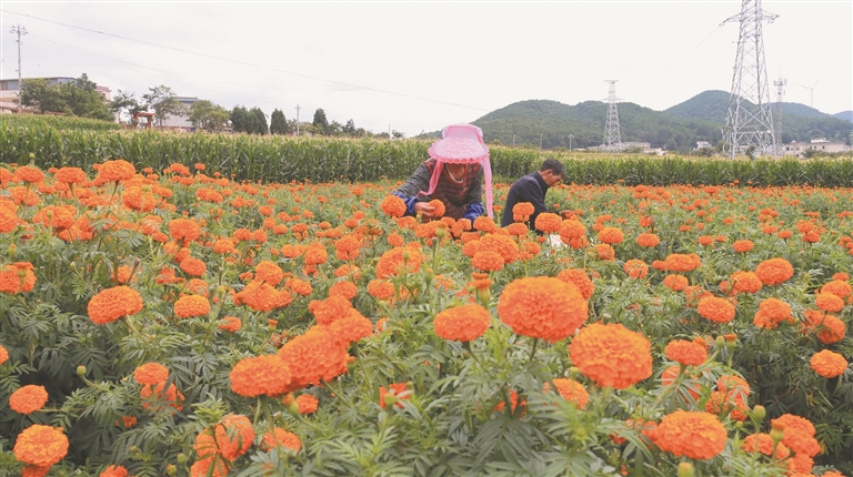 马龙区万余亩万寿菊进入采摘期