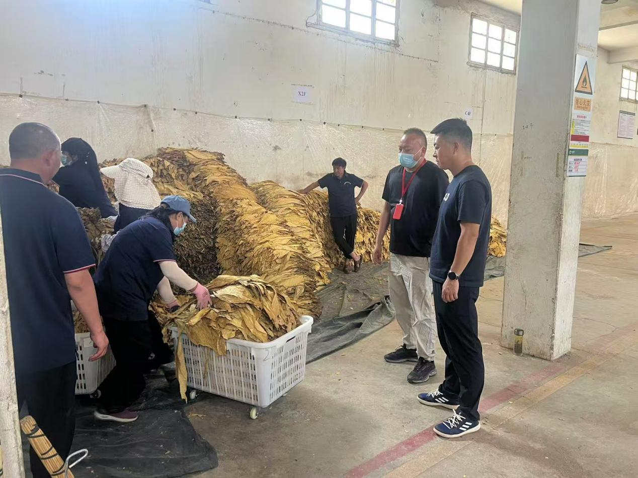 大庄乡:抓实烤烟收购工作 筑牢群众增收致..