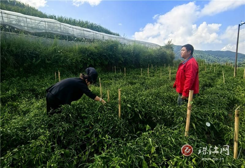 会泽:雨碌乡特色蔬果种植喜获丰收