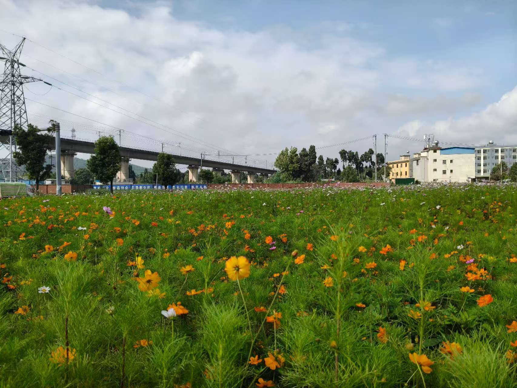 鸡头村街道:播撒格桑花 以花为笔绘就人..