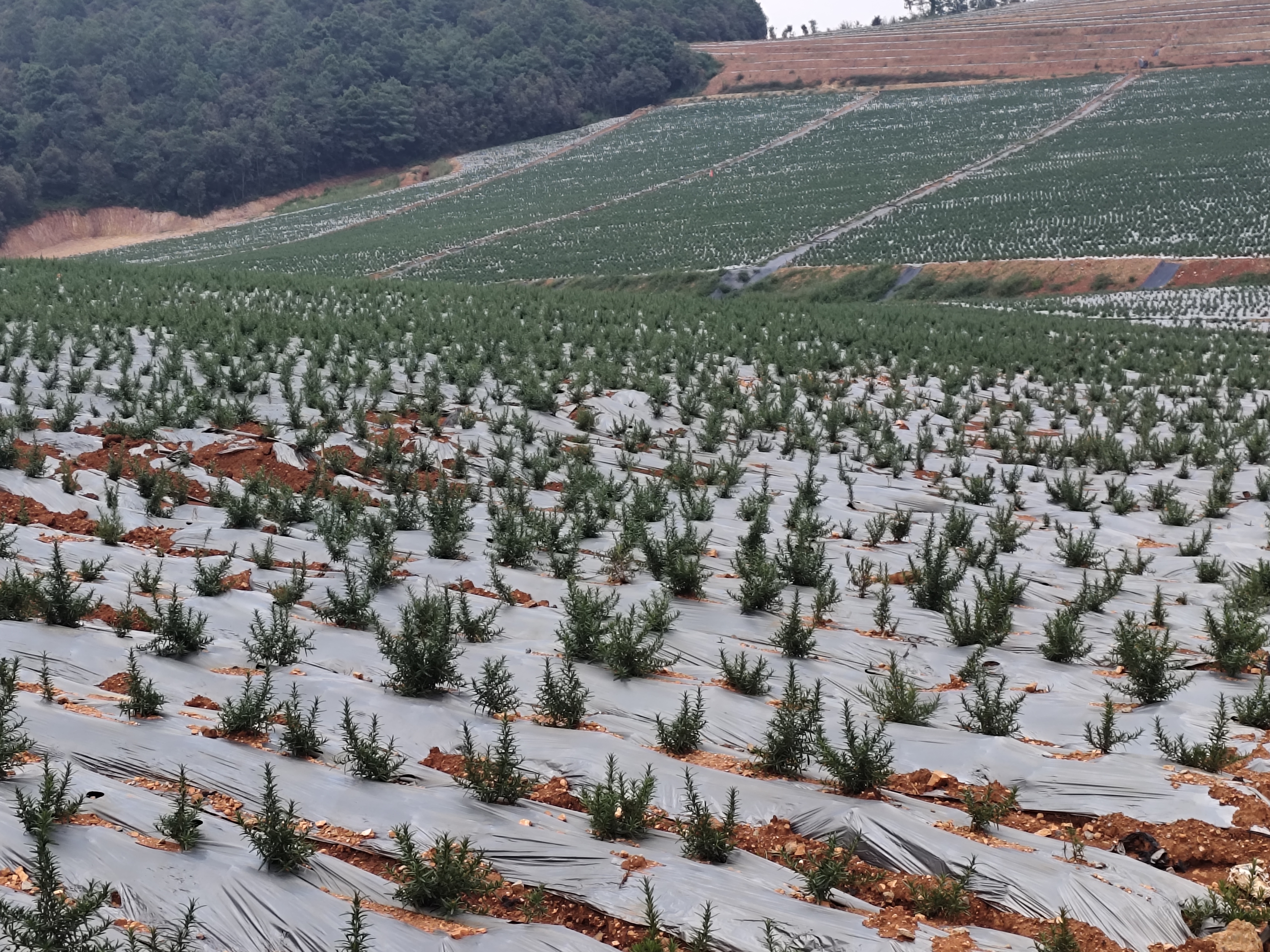马龙区：深耕迷迭香特色种植 激活乡村振兴..