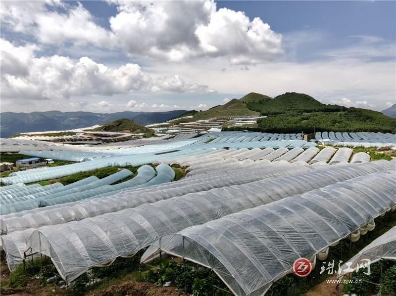 从50亩到5万亩 会泽待补镇小草莓蝶变富..