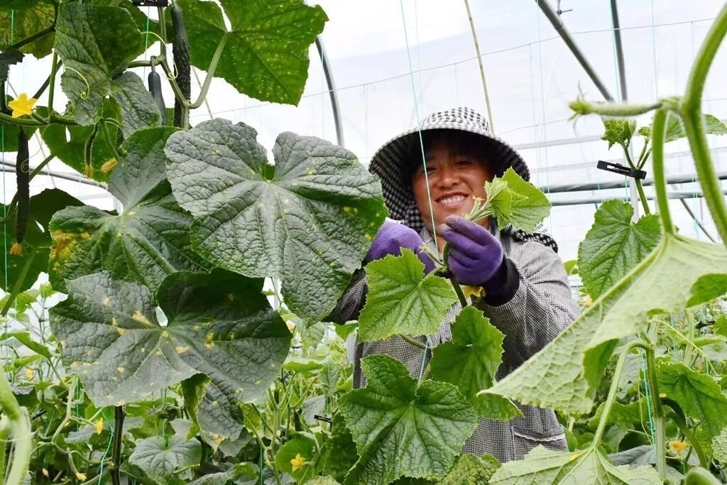 宣威宝山镇：订单农业稳产促增收