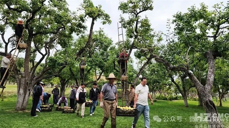 会泽:金秋梨香满古园