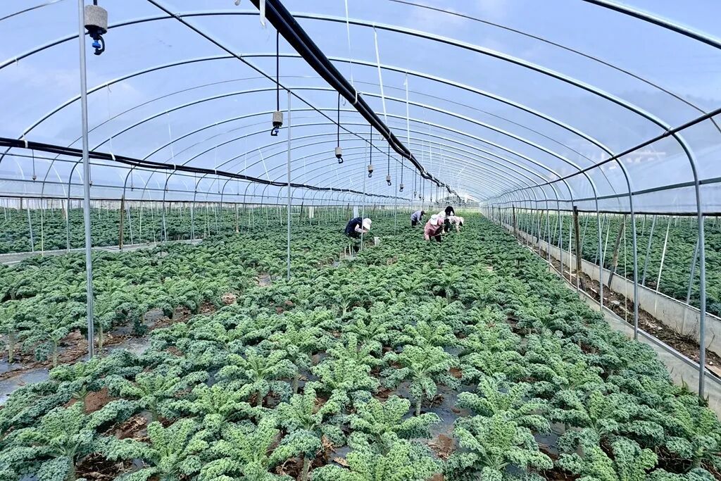 宣威羊场镇：羽衣甘蓝“种”出致富新希望 ..