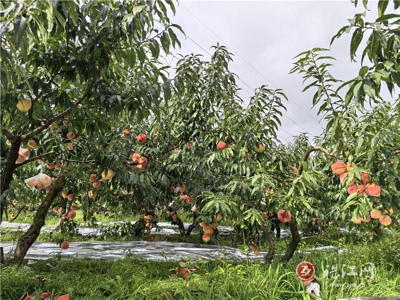 会泽者海镇:百亩蜜桃喜丰收 甜蜜产业助增..