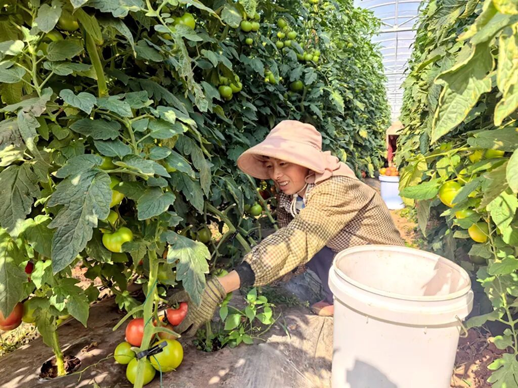 宣威板桥万亩番茄迎丰收 红果“出宣”跑出..