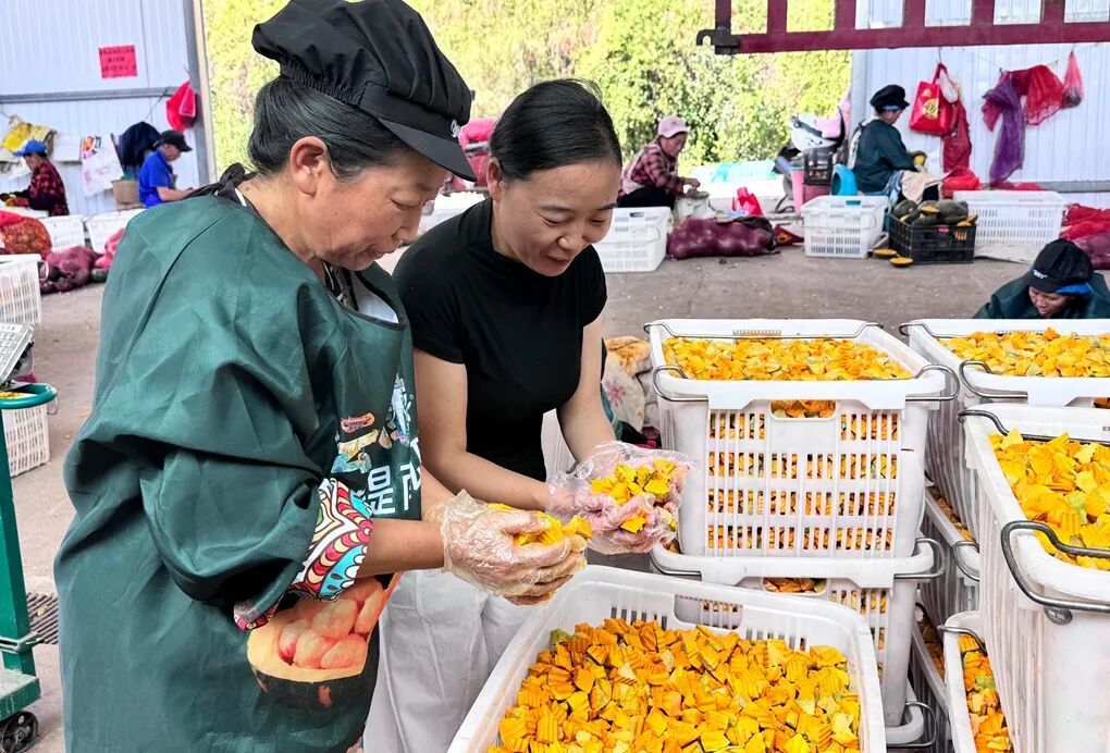 宣威杨柳镇:特色种植结硕果 加工延链促增..