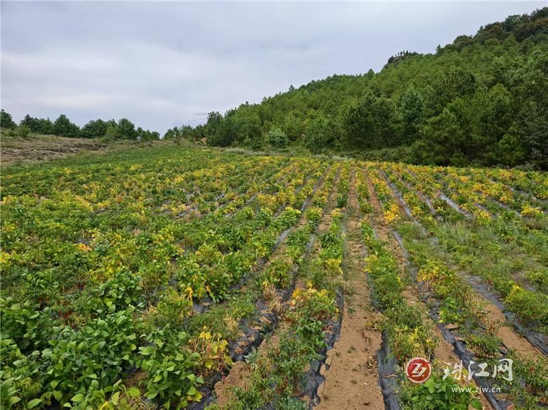毛豆辣椒巧套种 山地结出“金果果”