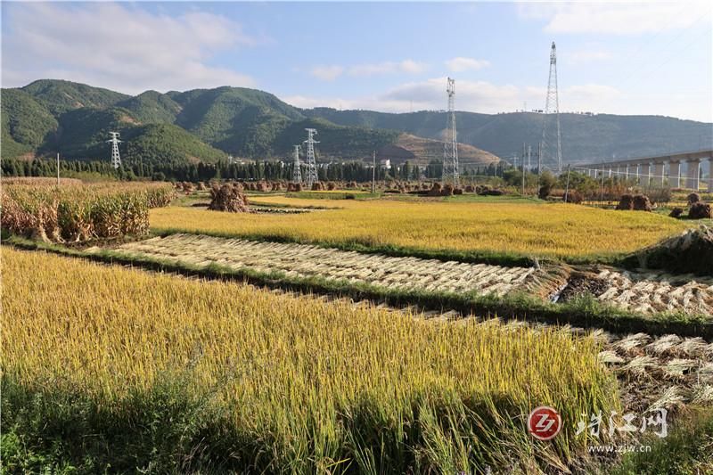 稻穗饱满迎丰年 宝云街道千亩水稻喜获丰收
